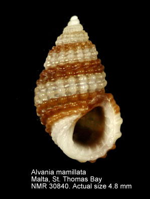 Alvania mamillata (5).JPG - Alvania mamillataRisso,1826